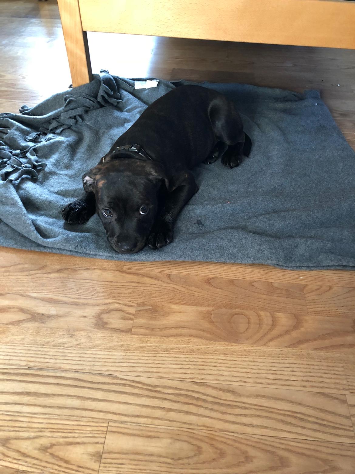 Staffordshire bull terrier Alpha R.I.P billede 9