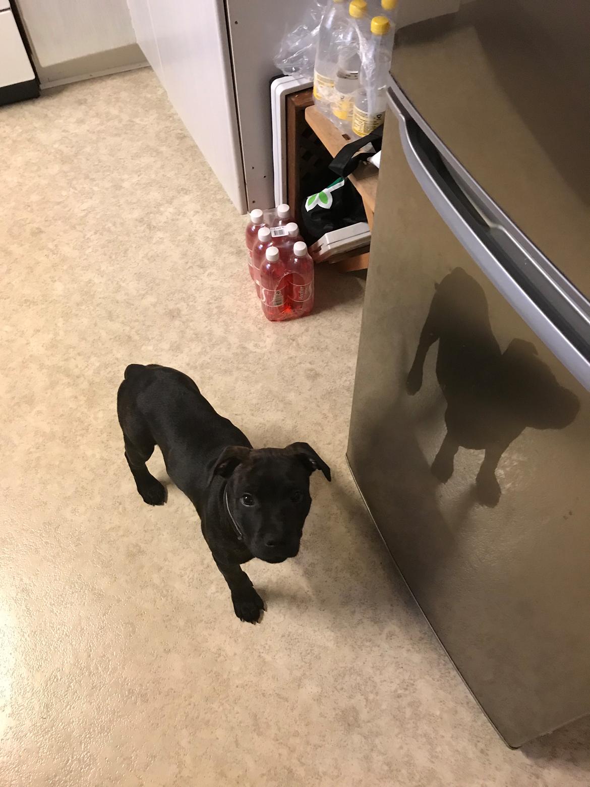 Staffordshire bull terrier Alpha R.I.P billede 11