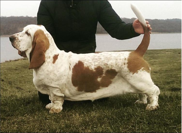 Basset hound Longbodys Clean and Sober (Loui) billede 1