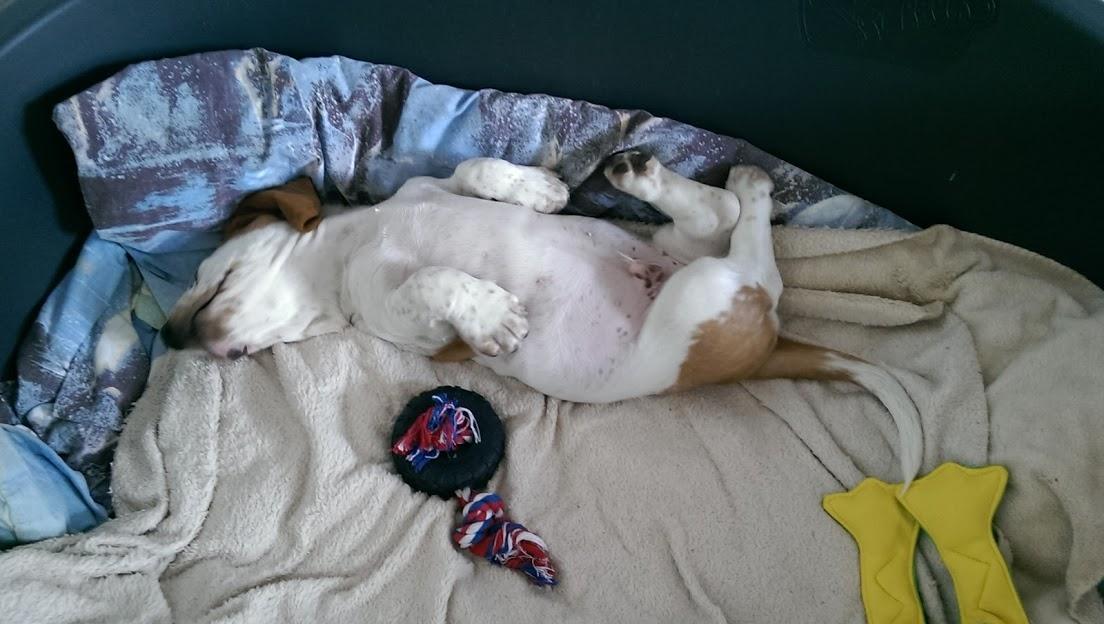 Basset hound Longbodys Clean and Sober (Loui) billede 6