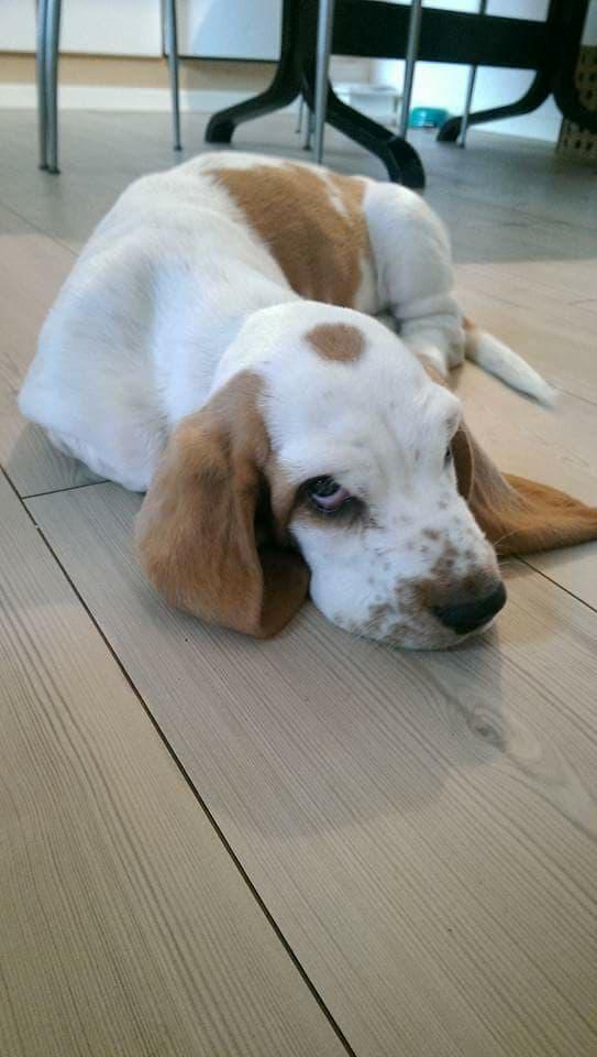 Basset hound Longbodys Clean and Sober (Loui) billede 5