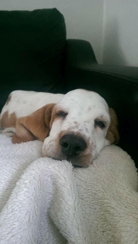 Basset hound Longbodys Clean and Sober (Loui) billede 4