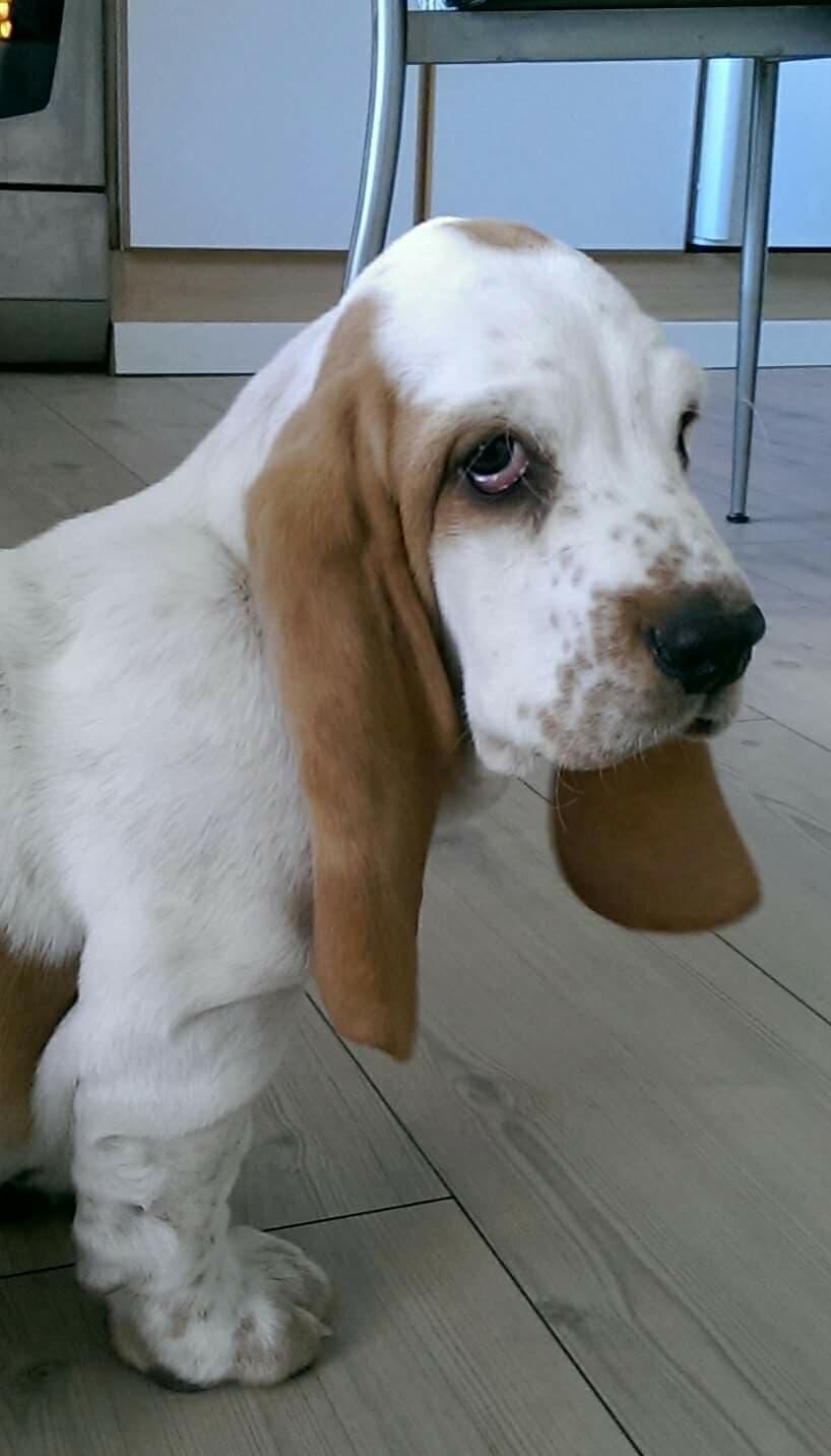 Basset hound Longbodys Clean and Sober (Loui) billede 2