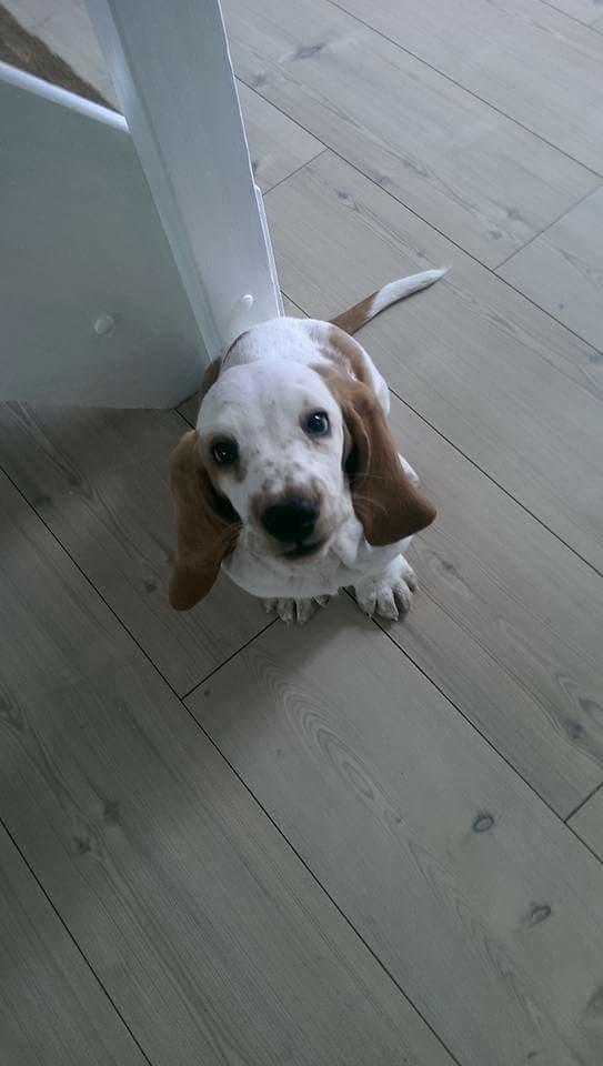 Basset hound Longbodys Clean and Sober (Loui) billede 7