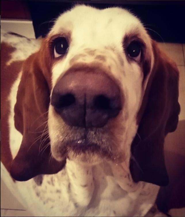 Basset hound Longbodys Clean and Sober (Loui) billede 3