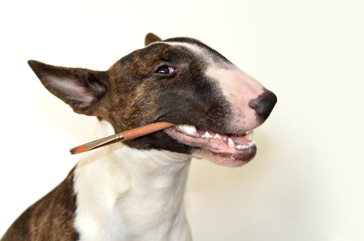 Bullterrier Qwerty (Danmar Bull's Rainbow Dash) billede 6