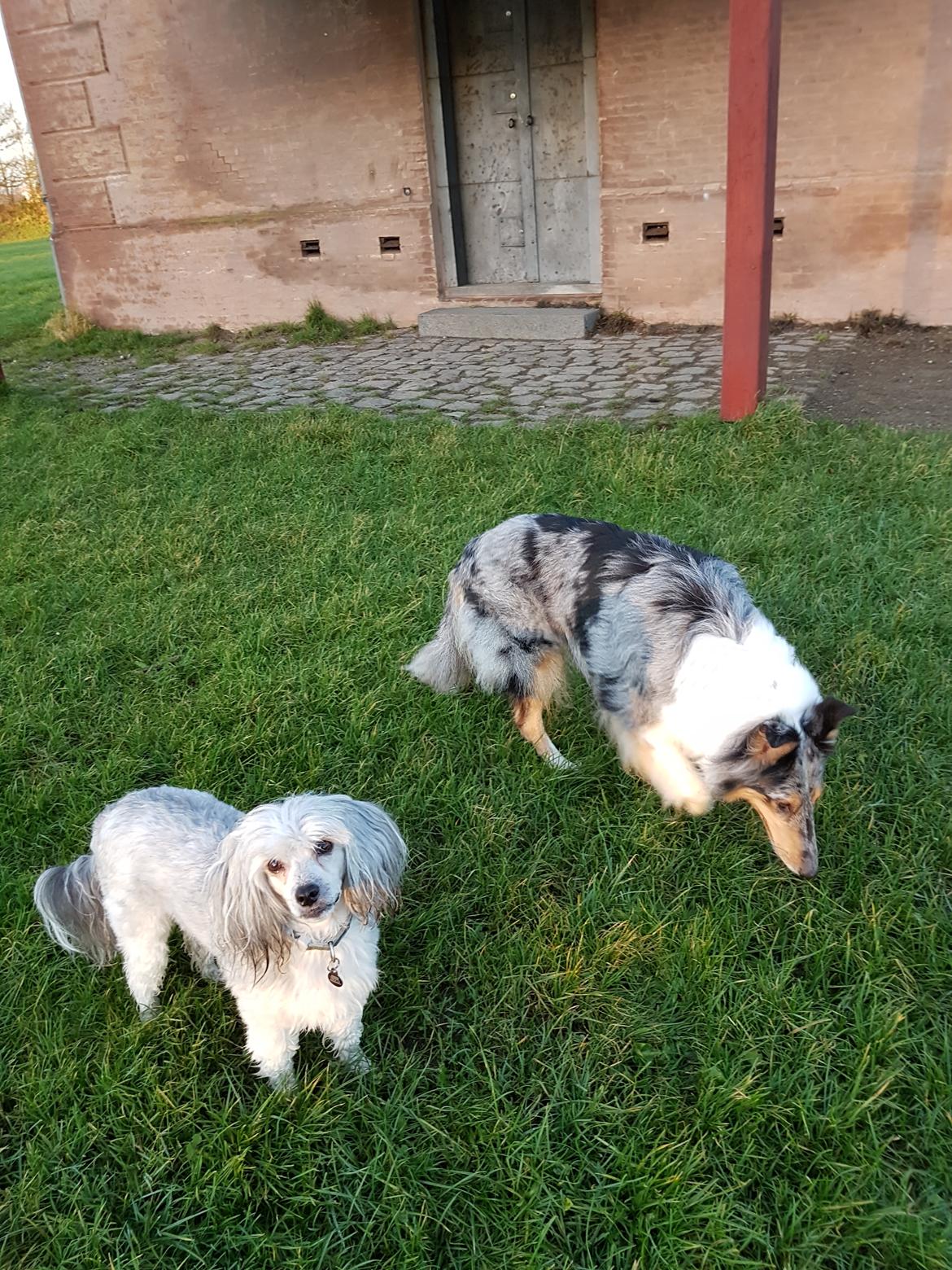 Collie langhåret Sille billede 3