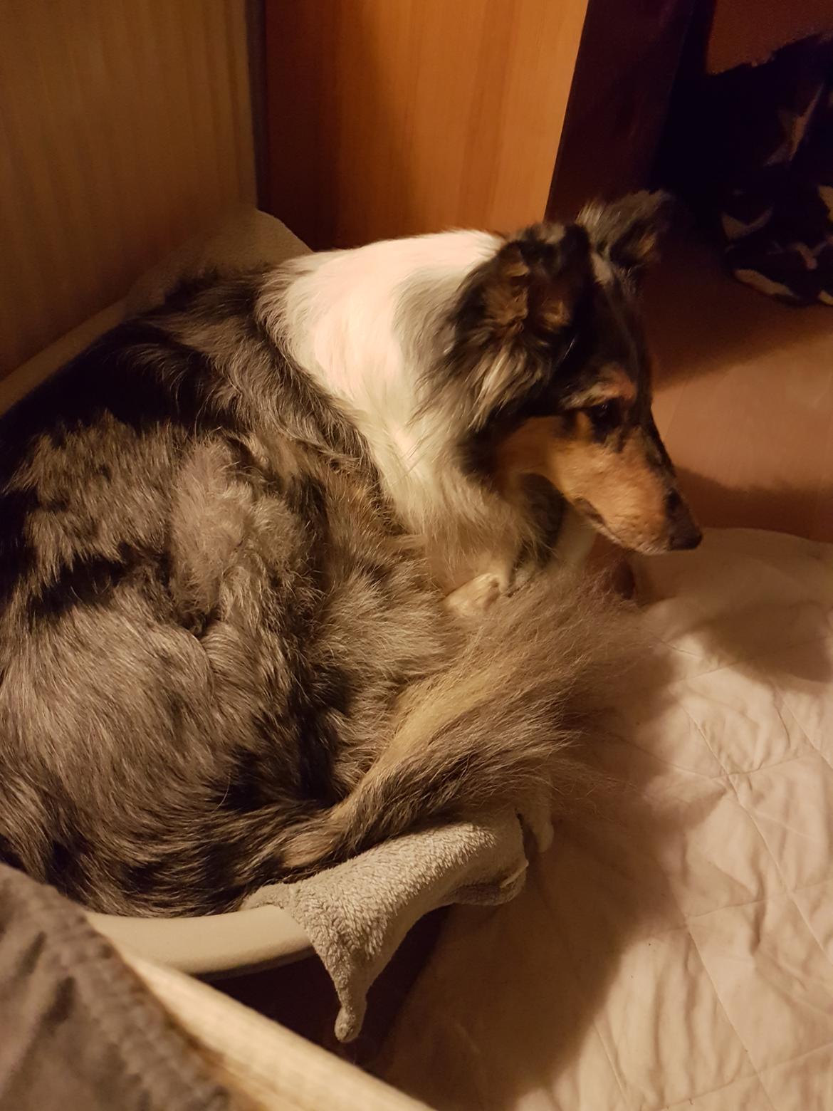 Collie langhåret Sille billede 4