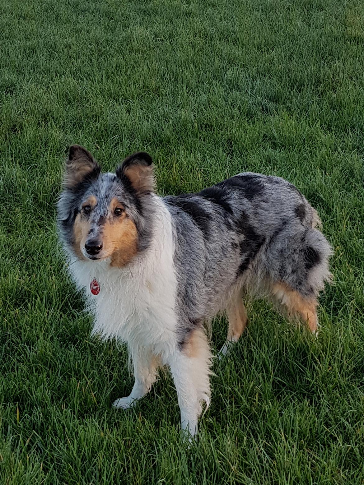 Collie langhåret Sille billede 1