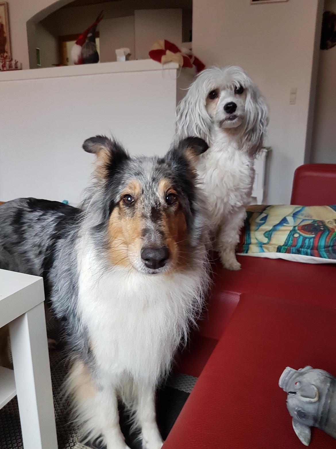 Collie langhåret Sille billede 7