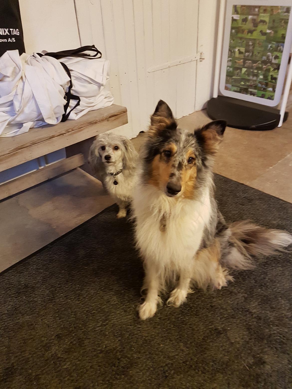 Collie langhåret Sille billede 8