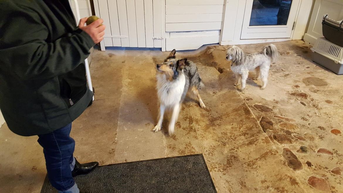 Collie langhåret Sille billede 5