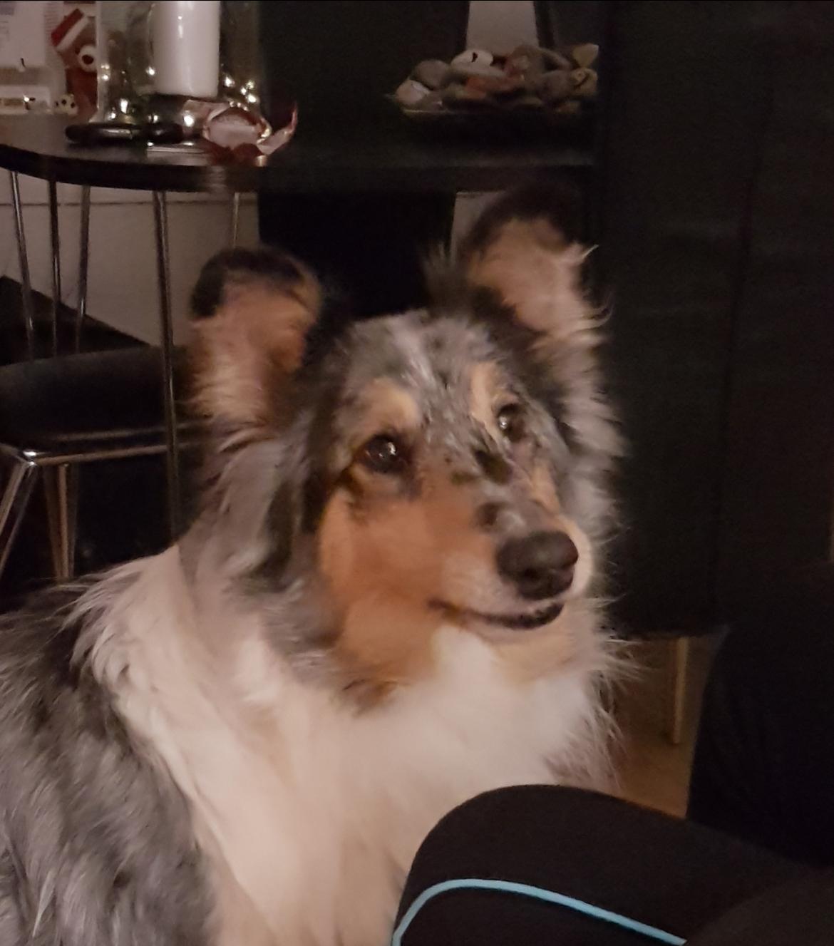 Collie langhåret Sille billede 2