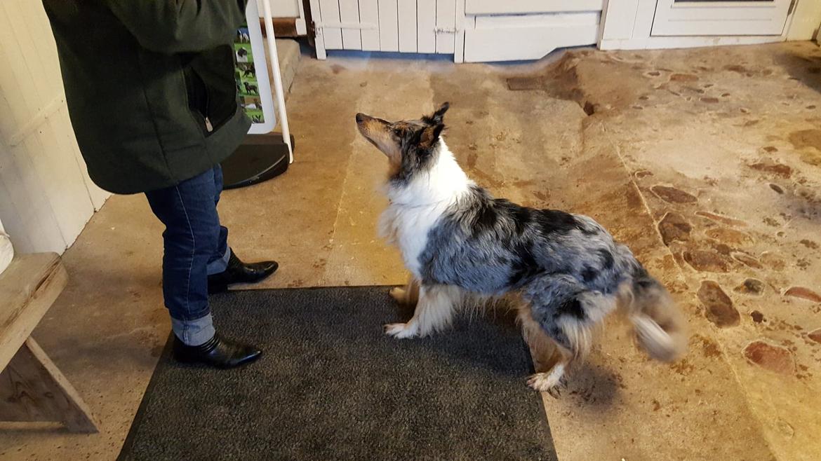 Collie langhåret Sille billede 6