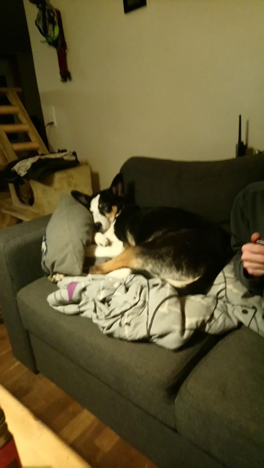 Blanding af racer nala billede 10