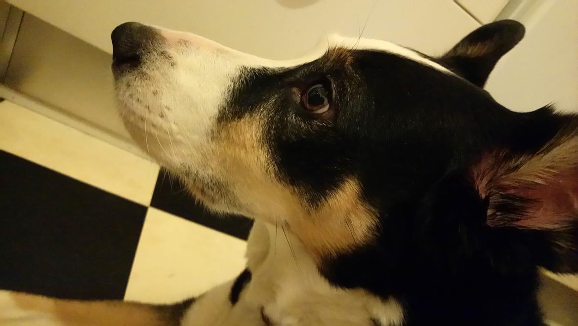 Blanding af racer nala billede 12