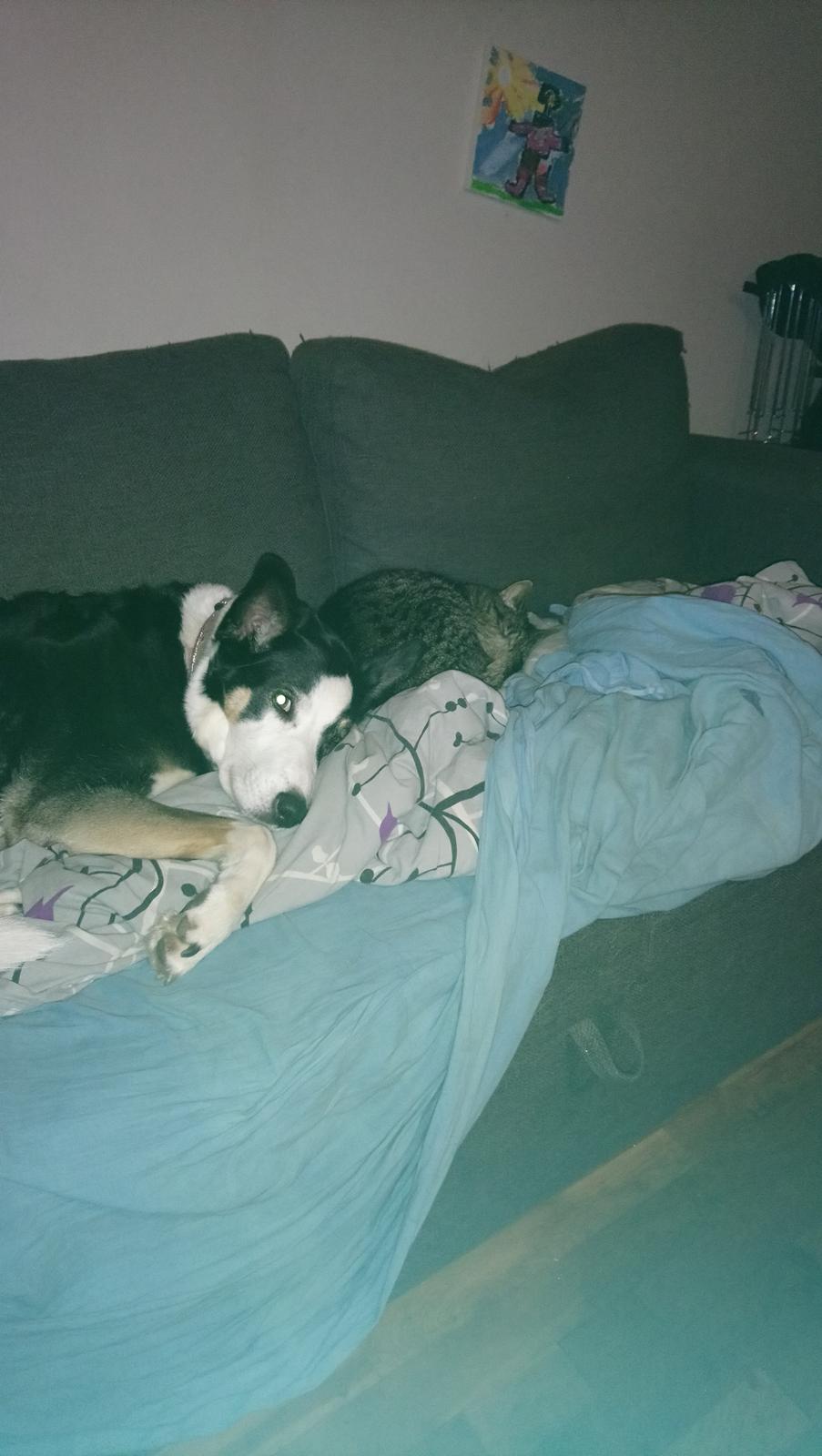 Blanding af racer nala billede 11