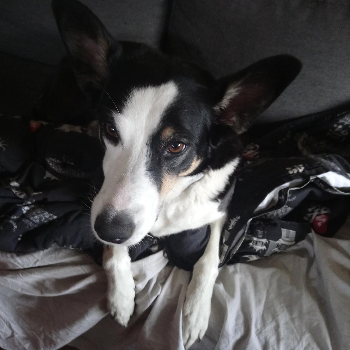 Blanding af racer nala billede 14