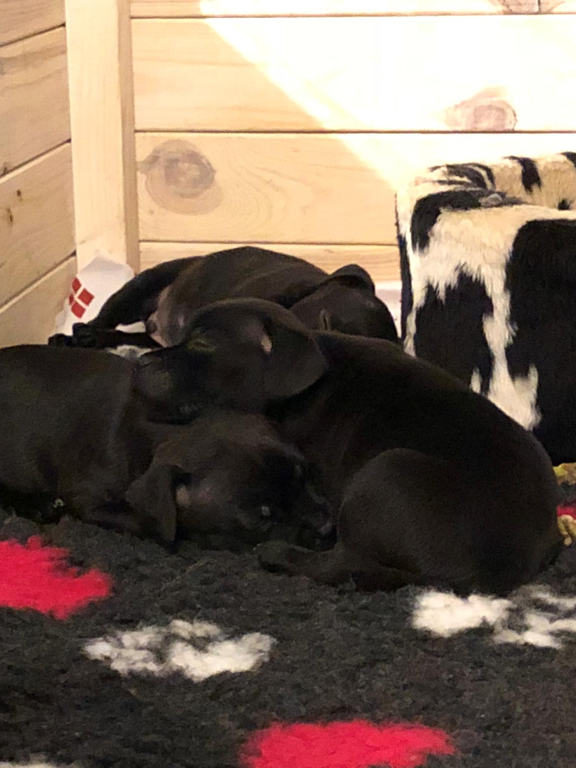 Staffordshire bull terrier Mason billede 7