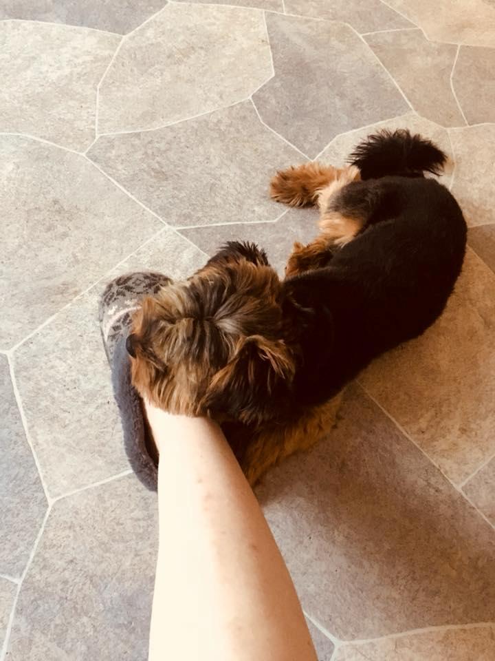 Yorkshire terrier Bobby billede 1