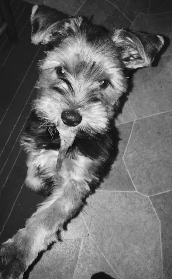 Yorkshire terrier Bobby billede 2