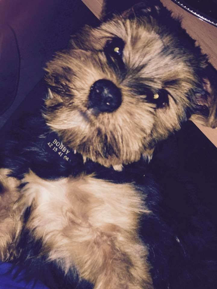 Yorkshire terrier Bobby billede 3