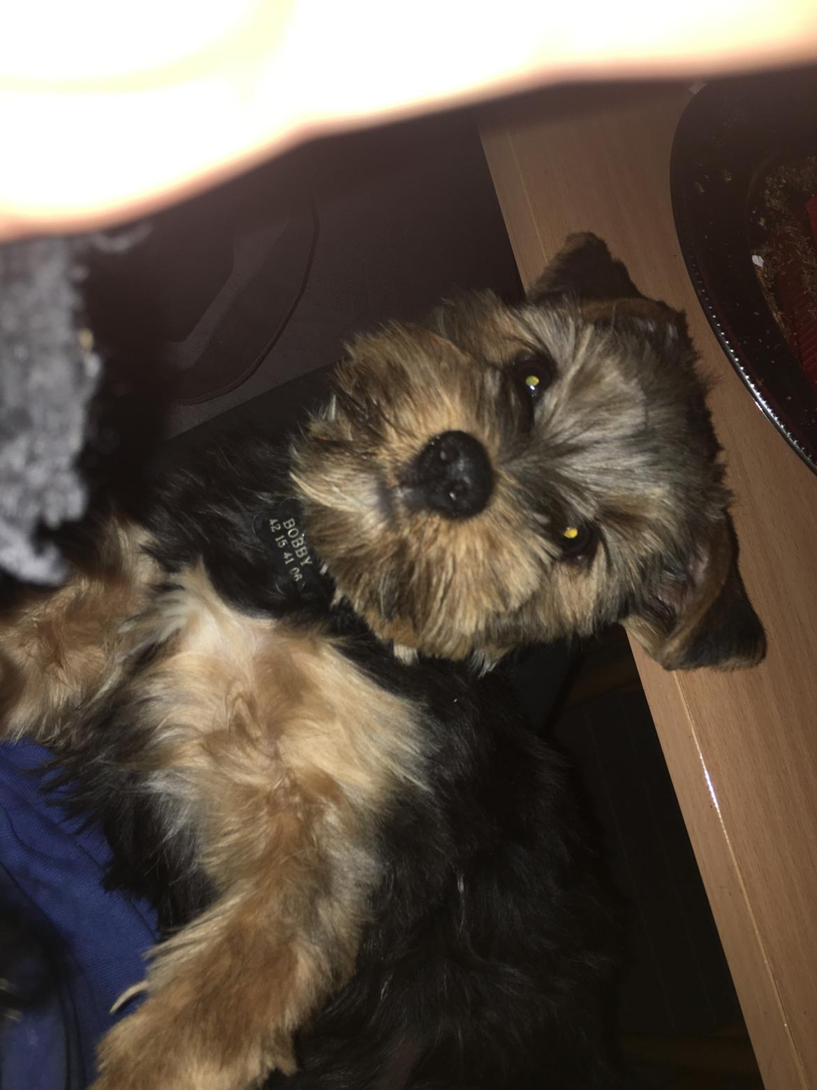 Yorkshire terrier Bobby billede 4