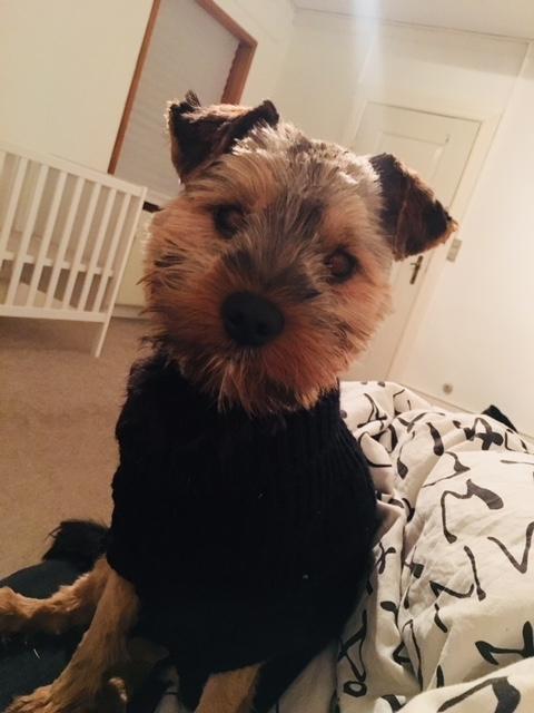 Yorkshire terrier Bobby billede 5