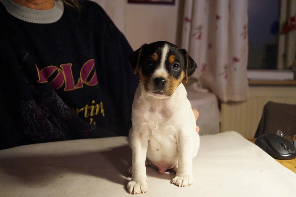 Dansk svensk gaardhund Nemo - Little Denmark's My Miny Stub Butt - 6 uger gammel billede 10