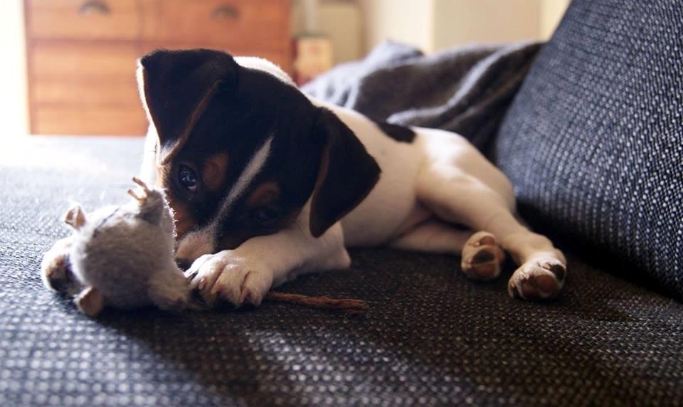 Dansk svensk gaardhund Nemo - Little Denmark's My Miny Stub Butt - 2 måneder og lille nok til at lege med kattelegetøj billede 6