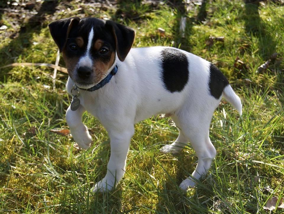 Dansk svensk gaardhund Nemo - Little Denmark's My Miny Stub Butt - 2 måneder billede 9