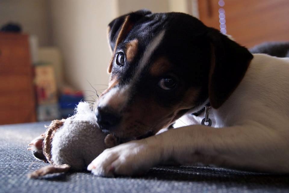 Dansk svensk gaardhund Nemo - Little Denmark's My Miny Stub Butt - 2 måneder billede 8