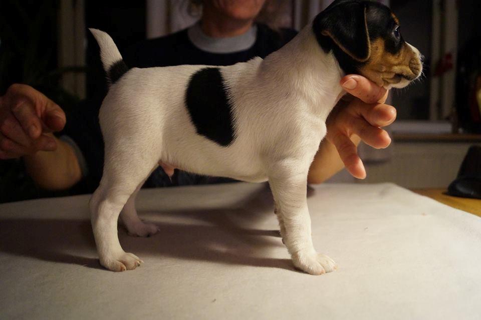 Dansk svensk gaardhund Nemo - Little Denmark's My Miny Stub Butt - 6 uger gammel billede 11