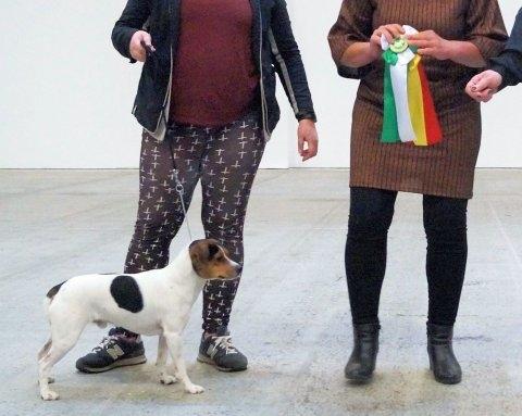 Dansk svensk gaardhund Nemo - Little Denmark's My Miny Stub Butt - Udstilling i Herning 2017, vandt titlen som DKV17, ikke en gang fyldt 2 år. Tudende stolt den dag! billede 2