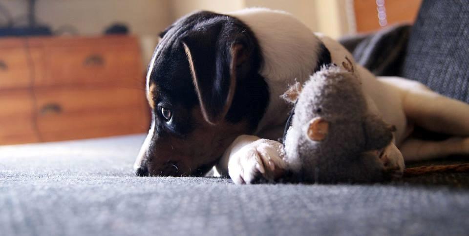 Dansk svensk gaardhund Nemo - Little Denmark's My Miny Stub Butt - 2 måneder billede 7