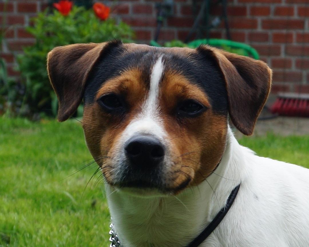 Dansk svensk gaardhund Nemo - Little Denmark's My Miny Stub Butt - Nemo 1 1/2 år billede 1