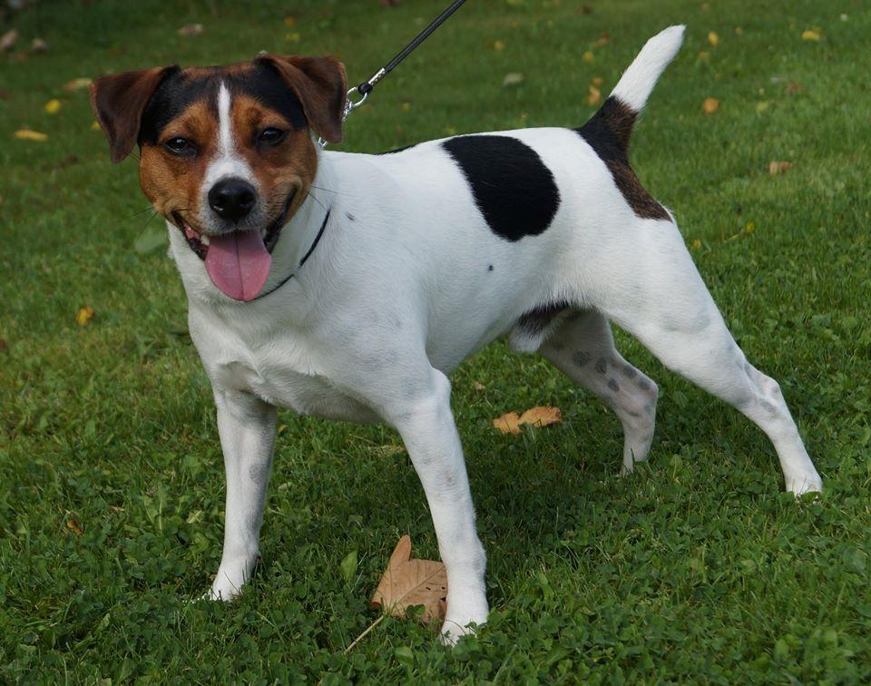 Dansk svensk gaardhund Nemo - Little Denmark's My Miny Stub Butt - Nemo 1 1/2 år billede 4