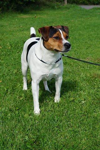 Dansk svensk gaardhund Nemo - Little Denmark's My Miny Stub Butt - Nemo 1 1/2 år billede 5