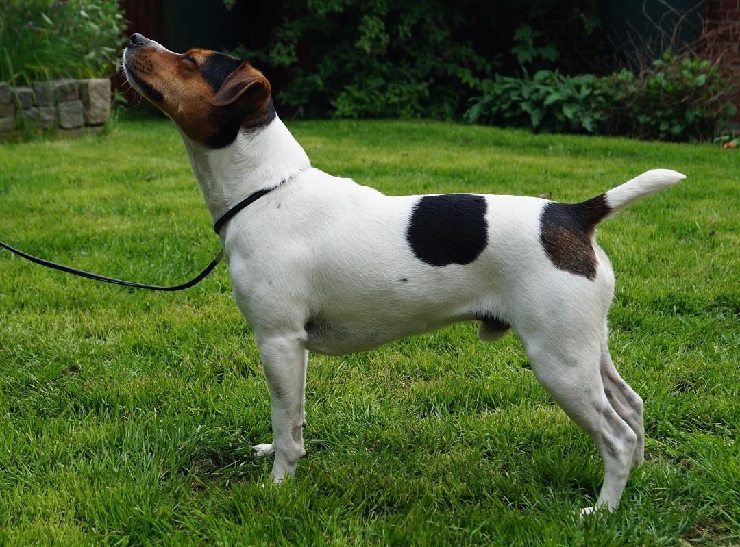 Dansk svensk gaardhund Nemo - Little Denmark's My Miny Stub Butt - Nemo 1 1/2 år billede 3