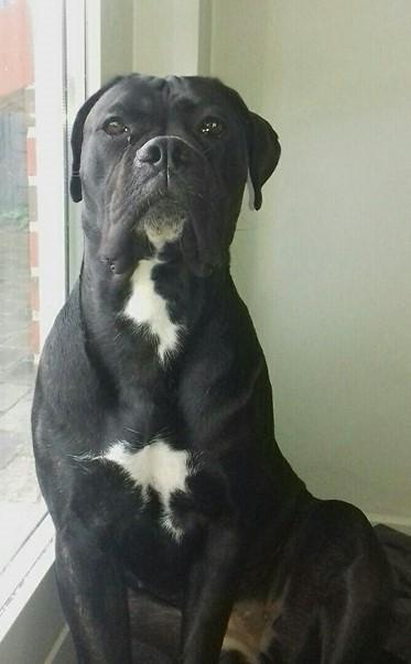 Cane corso Carla * Himmelhund* billede 4