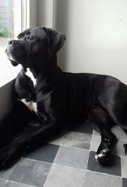 Cane corso Carla billede 5