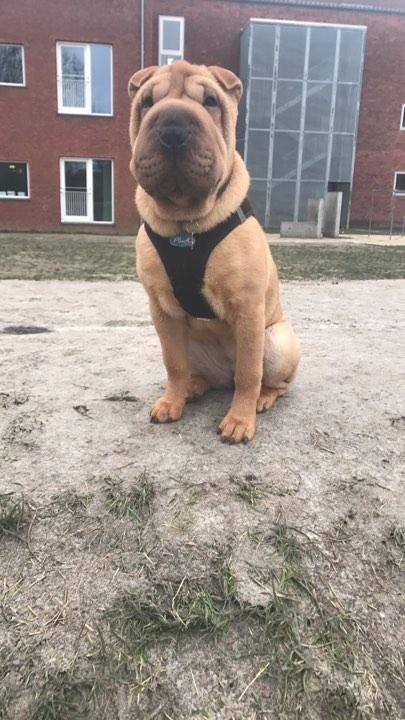 Shar pei Akira billede 1