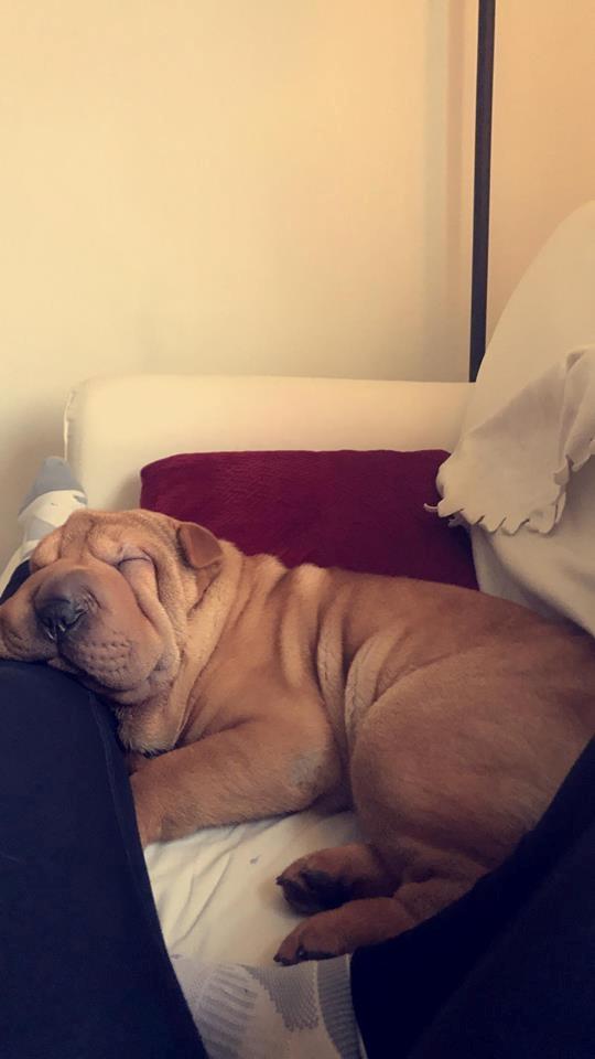 Shar pei Akira billede 2