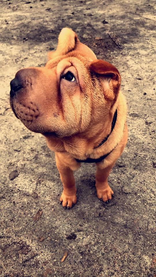 Shar pei Akira billede 3