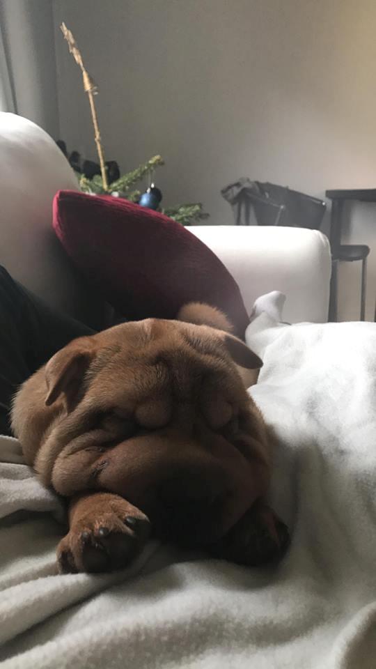 Shar pei Akira billede 6