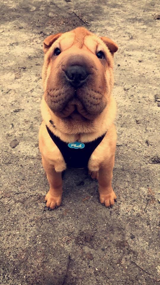 Shar pei Akira billede 7
