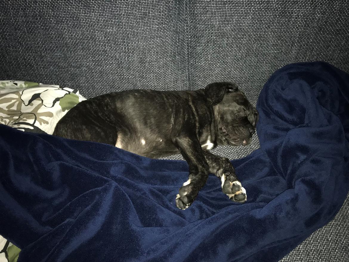 Cane corso Harley-R.I.P billede 1