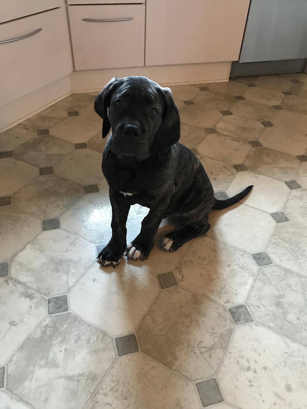 Cane corso Harley-R.I.P billede 2