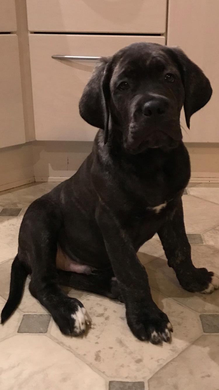 Cane corso Harley-R.I.P billede 4