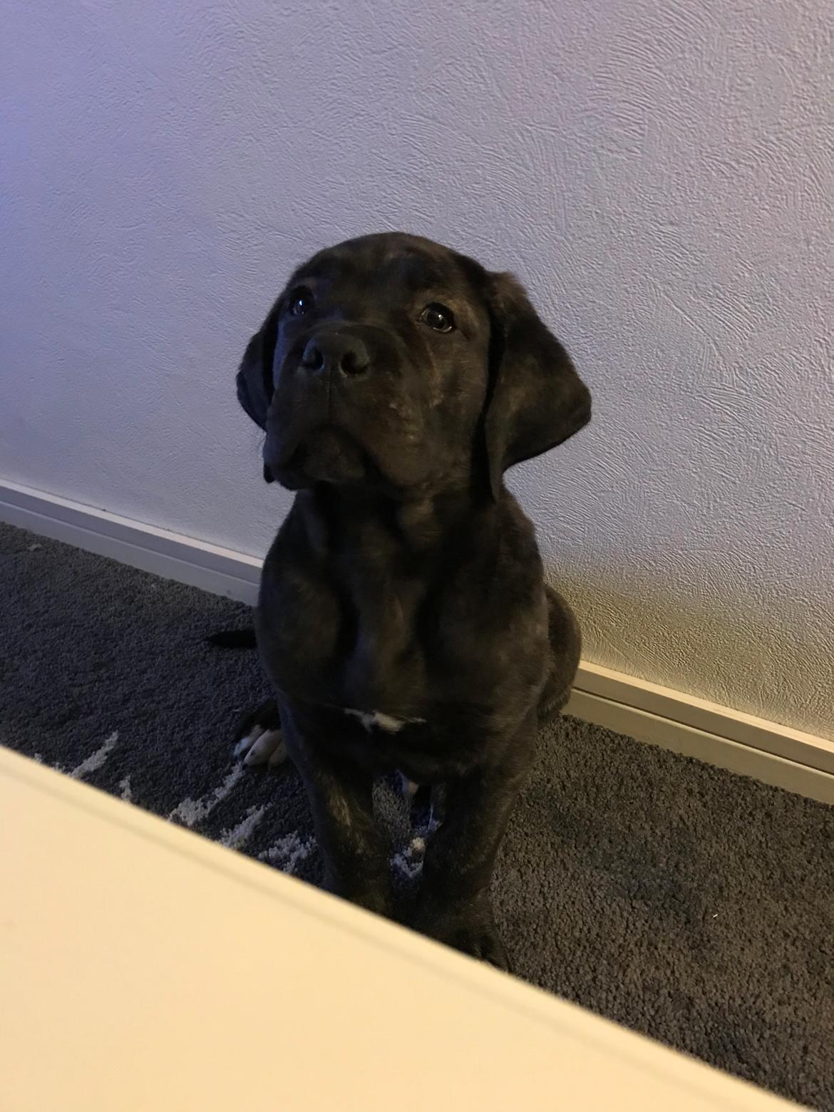 Cane corso Harley-R.I.P billede 3